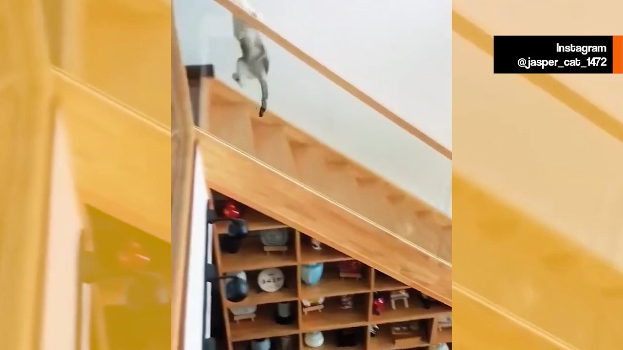 Hulvaton video näyttää kissojen uhmaavan painovoimaa