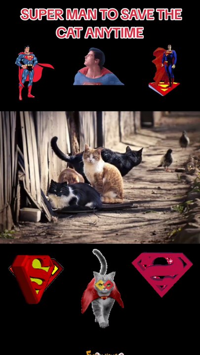 When A Super Hero To Also Saving The Poor Cat's With A His Animal Lover Passion Heart Character Inside For The Universal Humanity Mission's Duty Anytime Forever