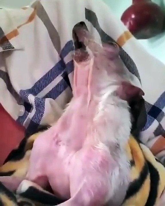 Ce chihuahua est un très bon chanteur