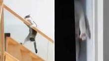 Komik video: Kediler yerçekimi kanunlarına meydan okuyor