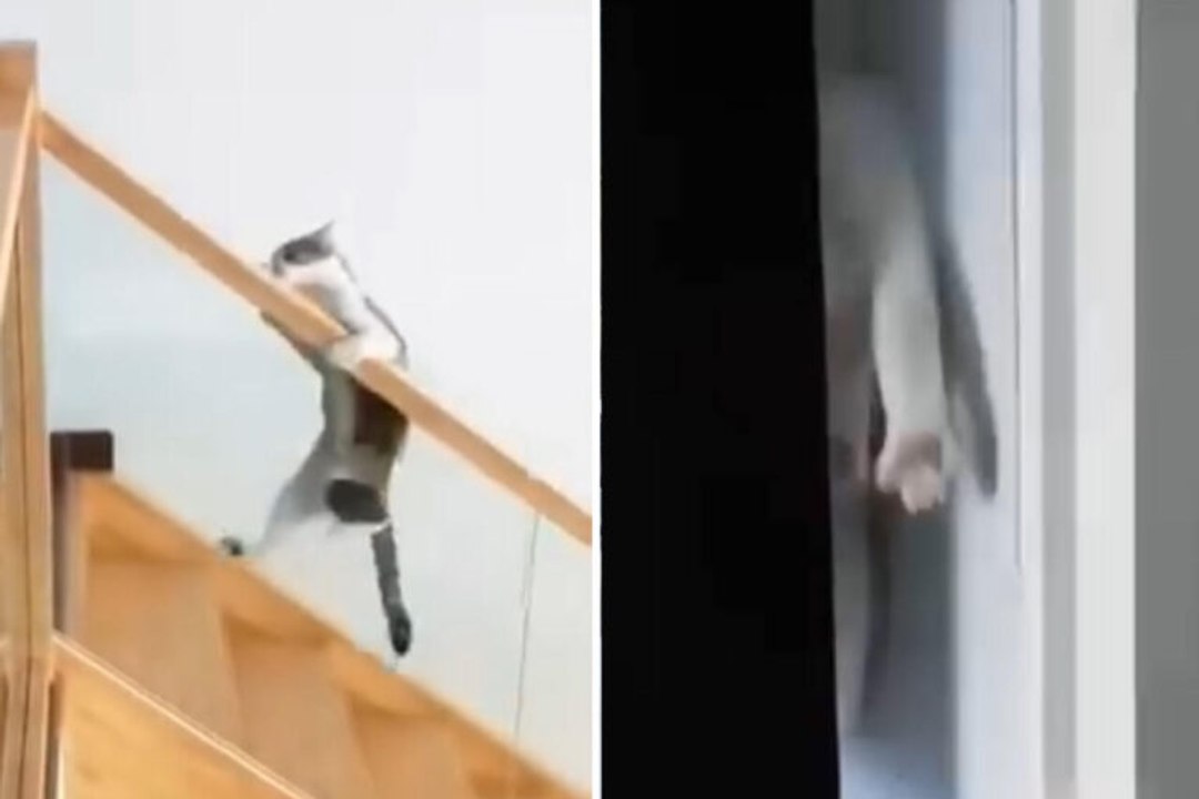 Komik video: Kediler yerçekimi kanunlarına meydan okuyor
