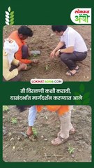 तुरीच्या पिकात एकाच ठिकाणी अनेक रोपे, विरळणीचे प्रात्यक्षिक