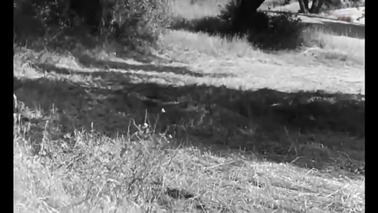 La Mujer Avispa Película Completa en Español  1959 HD