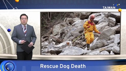 Tragic Accident: Rescue Dog Wilson Dies After Fall During Training 🐶