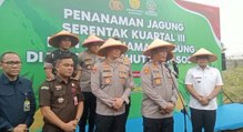 Penanaman Jagung Secara Serentak Pada Kwartal III