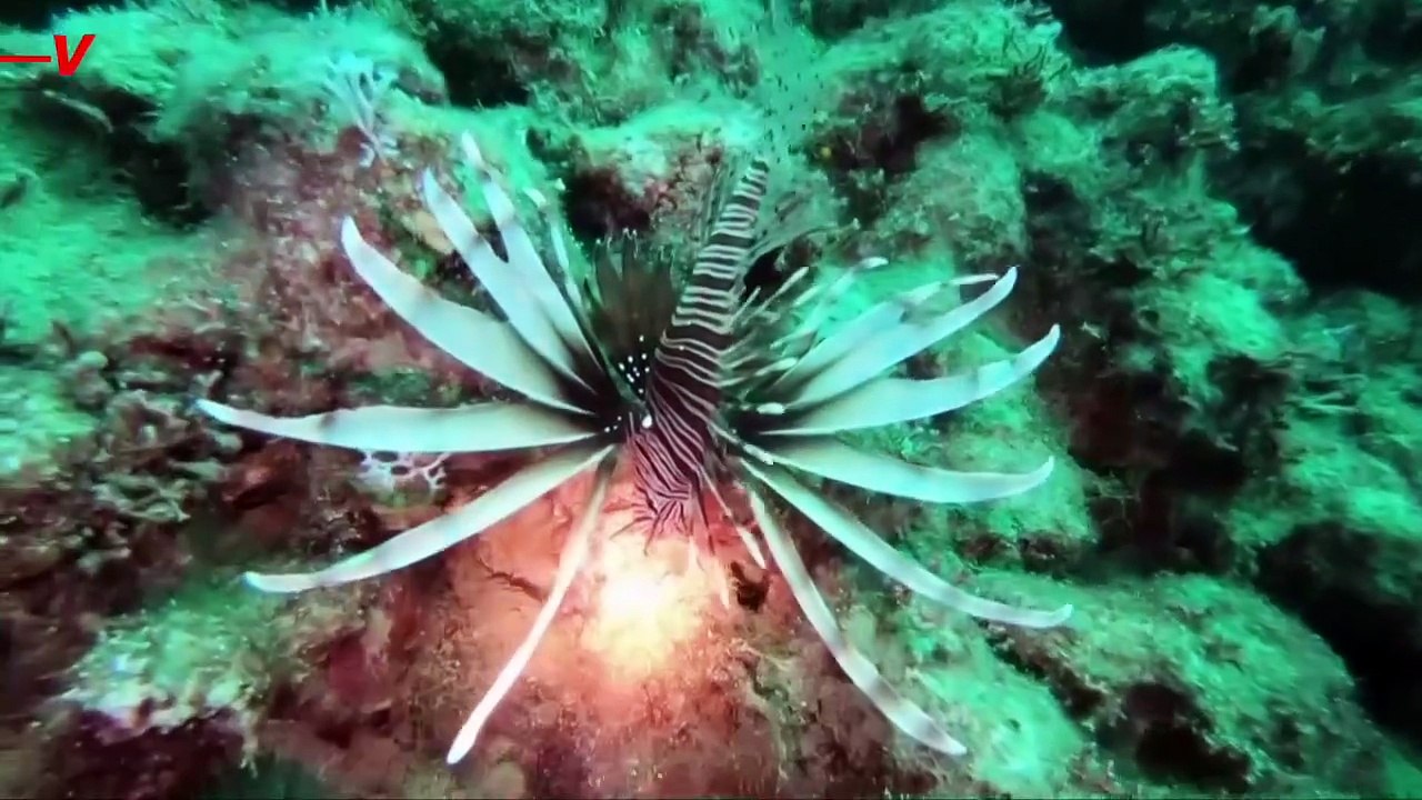 This One Specific Type of Species Has Cost the World Hundreds of Billions of Dollars Each Year