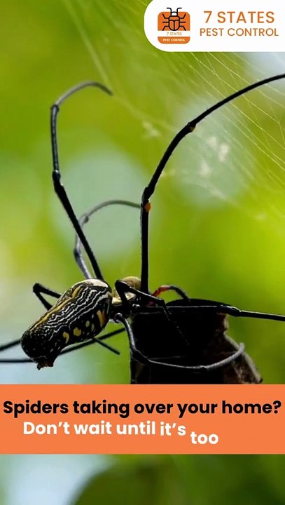 Spider Pest Control in Melbourne – Safe & Fast by 7 States Pest Control