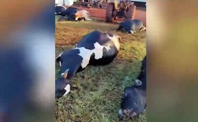 32 vacas morrem após curto-circuito em cidade no Paraná