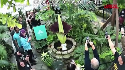 San Francisco, decine di persone al giardino botanico per la fioritura della "Pianta cadavere"