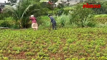 पावसाची उघडीप ग्रामीण भागात शेतीच्या कामांना वेग