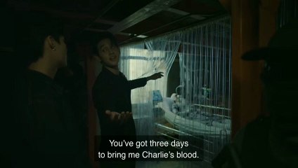 Pitbabe Series 2 Episode 11 – Exciting New Developments 🐾