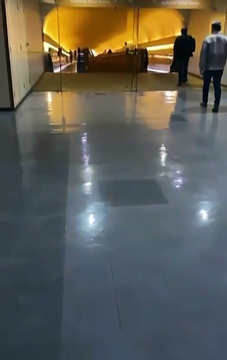 VÍDEO: Servidores denunciam infestação de escorpiões "gigantes" na Câmara dos Deputados