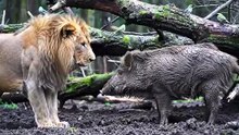 Video Ready Lion and Boara