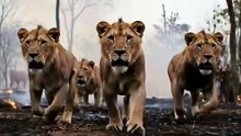 Lion Vs Wildfire Escape Video #lion #wildfire