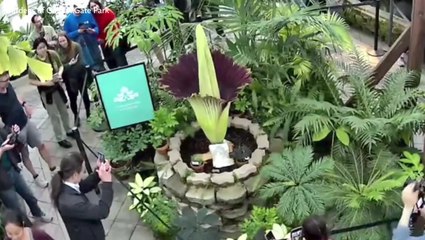 Rare notoriously stinky flower begins blooming in California