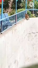 Ya_Ibadi_Allazina_Amanu___Surah_ul_Ankaboot__#islamicvideo_#shortvideo_#viralvideo(360p)