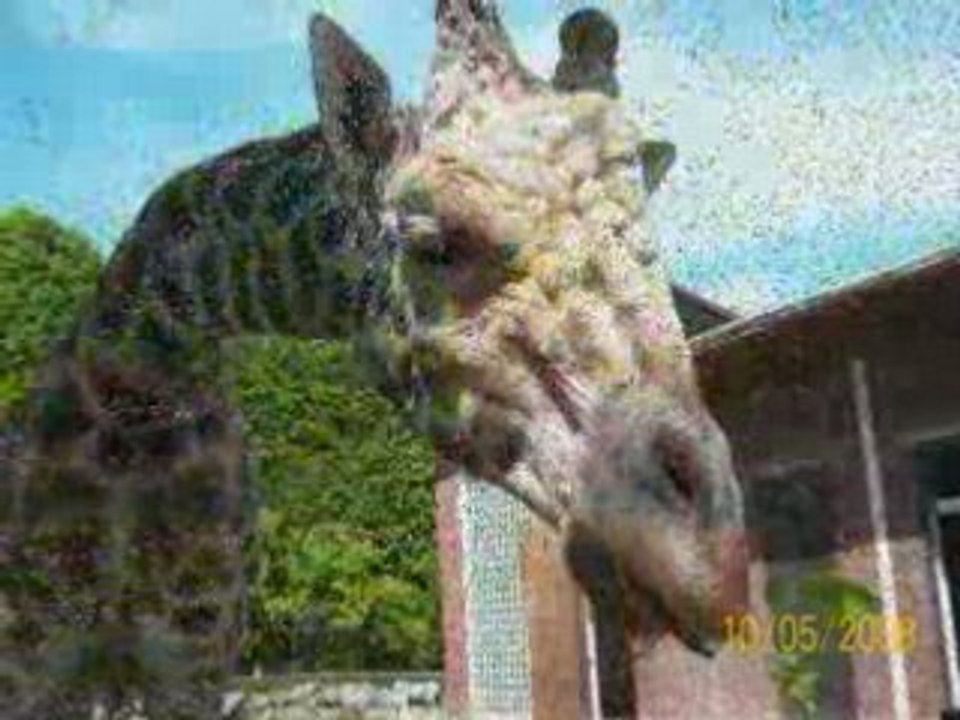 Zoo