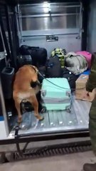 Passageiro é preso com maconha em ônibus interestadual na rodovia PR-323