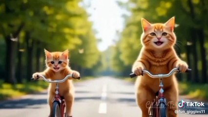 The Kitten First Ride With Mama Cat