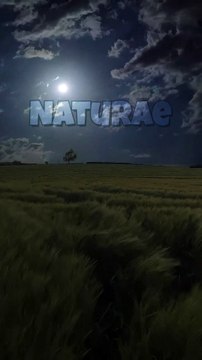 Peaceful wind blows in fields