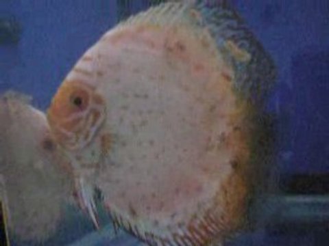 White pigeon yavruları 3