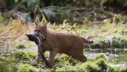 Mammifères, les champions de la survie - Bande annonce