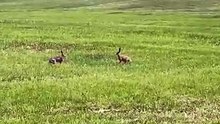 See funny hares playing on my farm :)