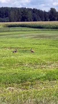 See funny hares playing on my farm :)