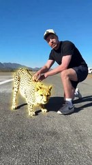 I Raced A Cheetah