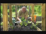 Planter des tomates avec du neem
