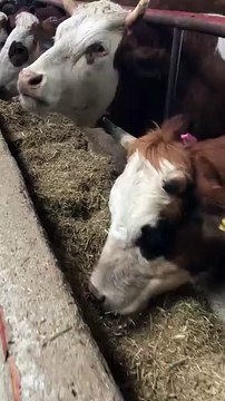 Büyükbaş hayvan sayısına ihtiyacımız var.