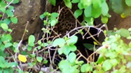 Big Cat Diary S4E2 - Part 2