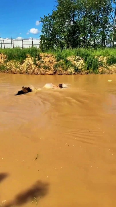 Bear attack on Man in the water #bear #attack #animals #wild #wildlife #forest