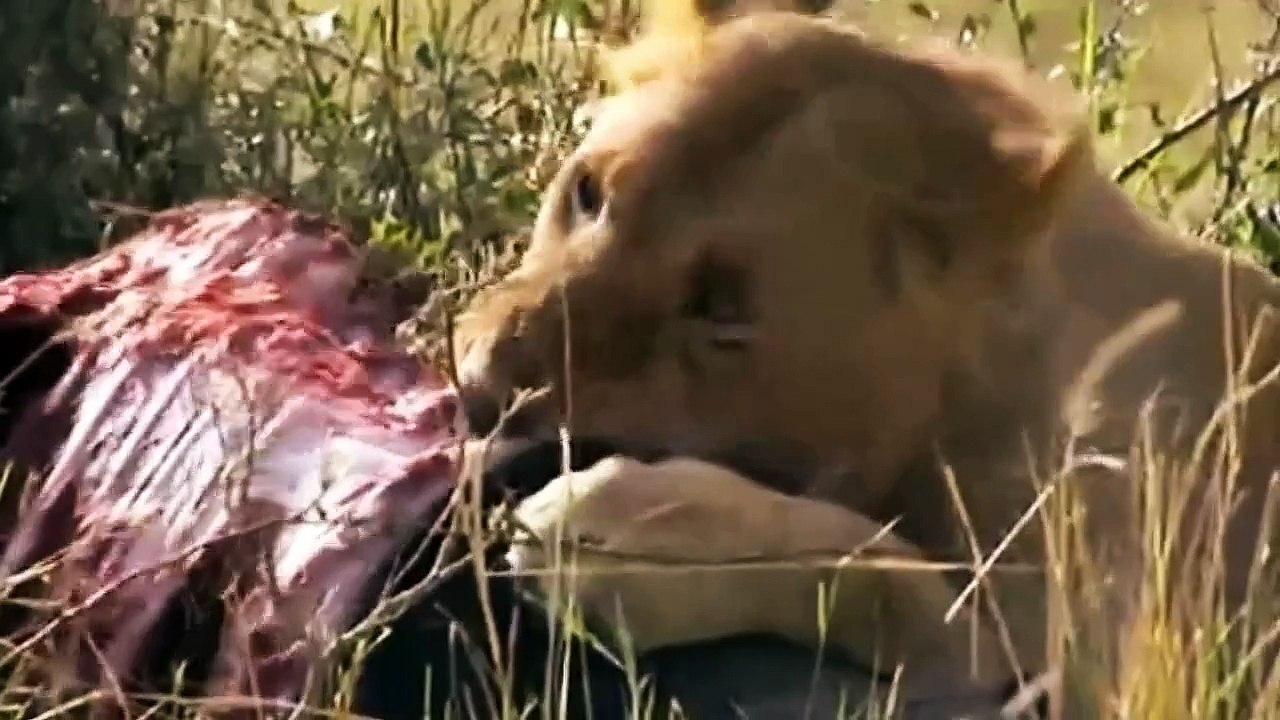 Big Cat Diary S4E3 - Part 1