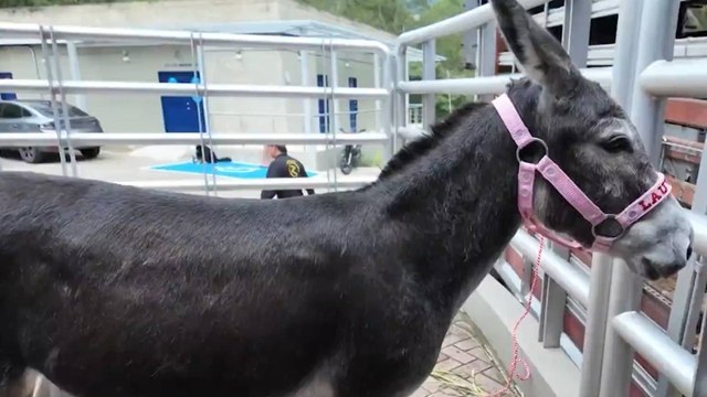 Medellín lanza programa de adopción de animales de granja: burros, gallinas y caballos buscan hogar