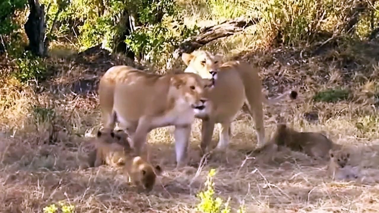 Big Cat Diary S4E5 - Part 1