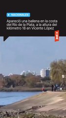 🐋 Sorpresa en Vicente López: apareció una ballena varada en la costa