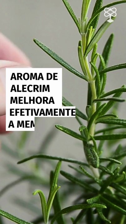 Cheiro de alecrim pode turbinar a memória, revela pesquisa recente