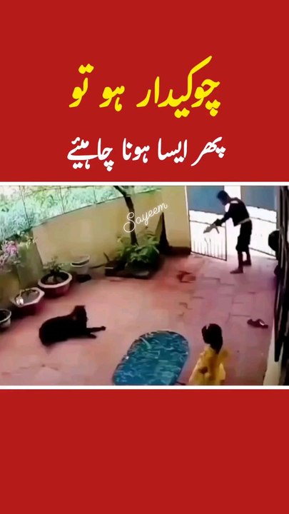 dog 🐩 is very talented and very active