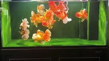 Pink fish