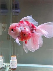 Ikan koi warna pink