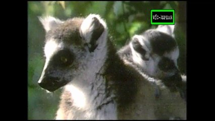 Mundo Natural: Espiritus del bosque - Documental (1987) - Español Latino *Bernardo Mayorga*