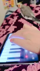 Cockatiel Loves to Play Music Using His Feet