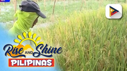 D.A., bukas na pag-aralan ang mungkahi ng isang grupo na mabigyan ng subsidiya ang kada kilo ng palay