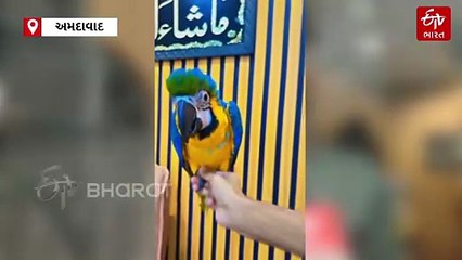 અમદાવાદમાં પક્ષીઓની ચોરી ! જુહાપુરામાંથી એક્ઝોટિક પોપટોની ચોરી, કિંમત 15 લાખથી વધુ