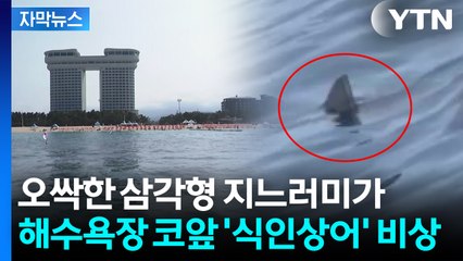 [자막뉴스] 동해 해변 방향으로 유유히...'죠스급' 출몰에 공포 / YTN