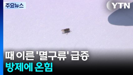 연일 무더위에 때 이른 '멸구류' 급증...방제에 온힘 / YTN