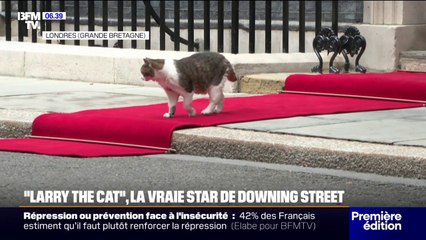 "C'est une légende, il a connu cinq Premiers ministres": "Larry the Cat", la vraie star de Downing Street
