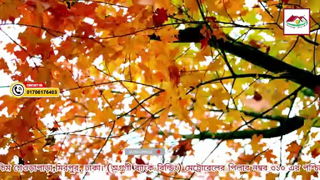 অনেক সময় টব বা ব্যাগে পানি জমে থাকার কারণে গাছের শিকড় পঁচে যায়, পাতা হলুদ হয়ে ঝরে পড়ে, এমনকি গাছ মরে যায়।