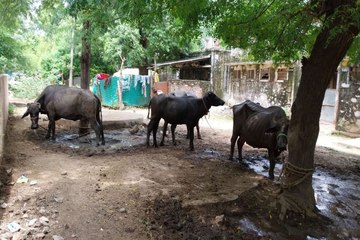 swm news: हकदार कर्मचारी आवासों से वंचित, दूसरे उठा रहे लाभ